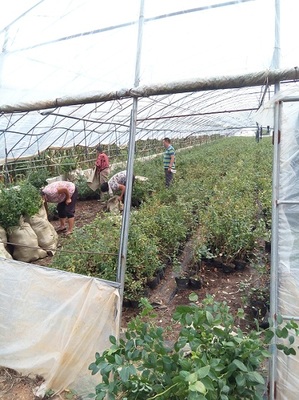 藍莓種植技術與用途簡介