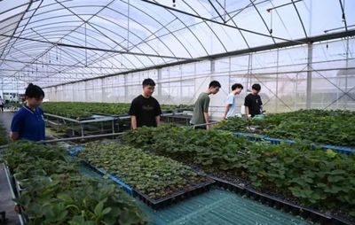 七彩思政大課 青春挺膺擔(dān)當(dāng)——礦大暑期社會(huì)實(shí)踐簡報(bào)（四）種植技術(shù)開發(fā)