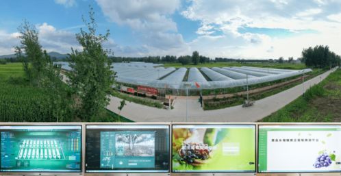 科技賦能葡萄種植，產(chǎn)業(yè)興旺引領(lǐng)鄉(xiāng)村振興