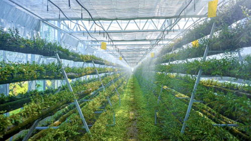 科技賦能，智慧引領(lǐng) 樂清市以“機(jī)器換人”驅(qū)動(dòng)現(xiàn)代農(nóng)業(yè)高質(zhì)量發(fā)展，喜獲省級種植技術(shù)開發(fā)榮譽(yù)