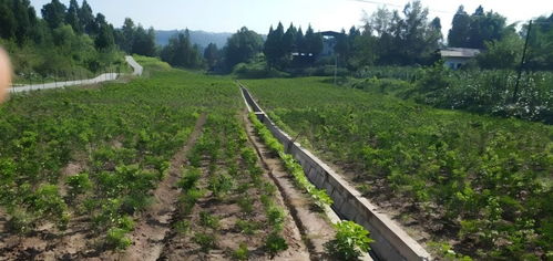 巴中秦嶺藥業(yè) 以特色產(chǎn)業(yè)鑄就鄉(xiāng)村振興之路，科技賦能種植技術(shù)開發(fā)